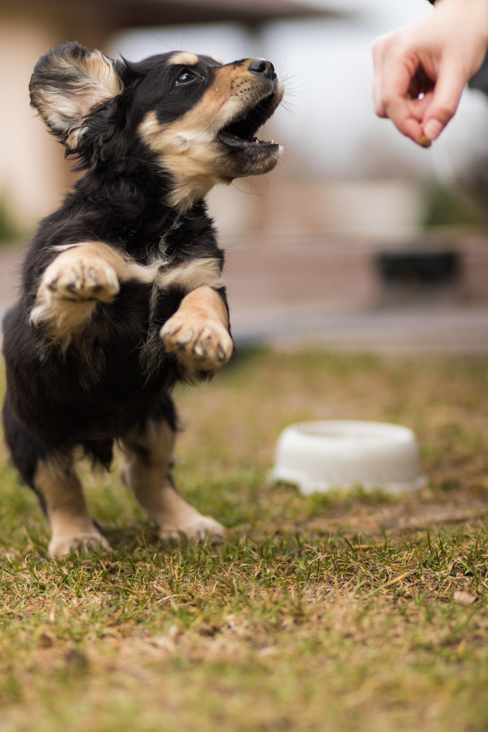 Wo6zpYXdBrk Hundetraining