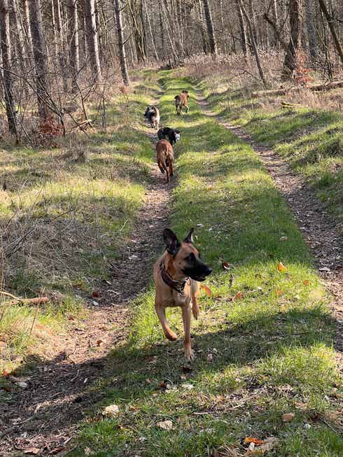 img_8510-high Hundetrainer
